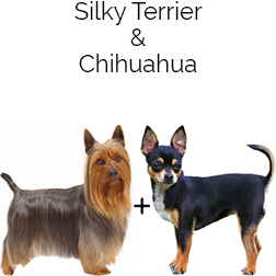 Silky Chi Dog